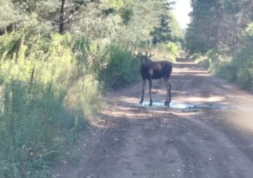 В конце августа встреча с лосем в Бузулукском бору может быть опасной